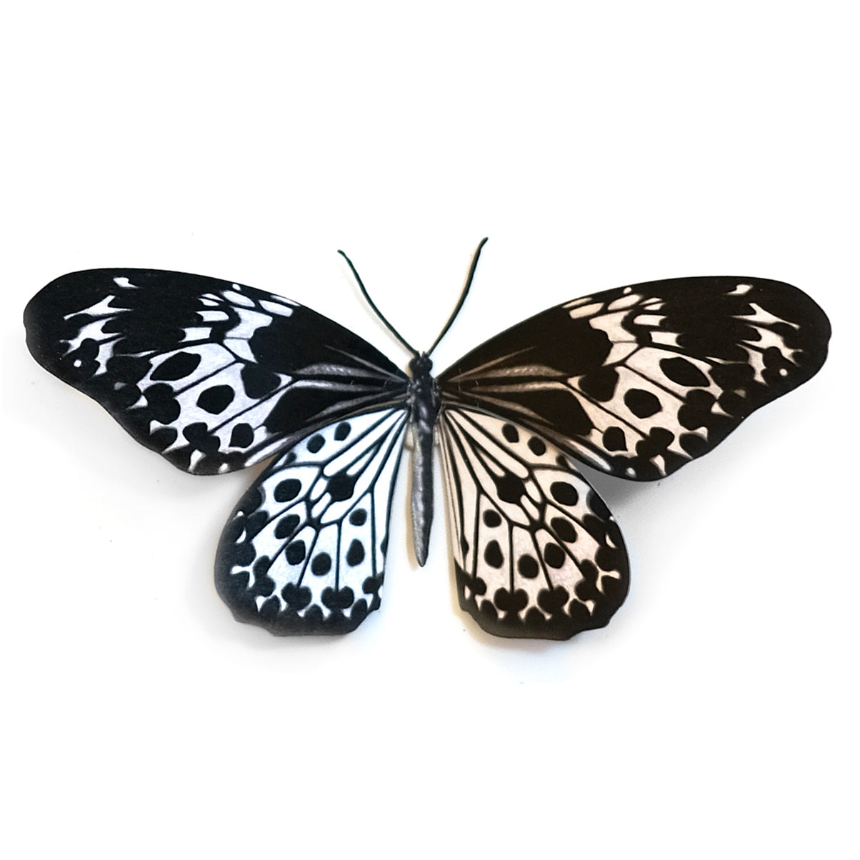 'Andaman Tree Nymph' Butterfly