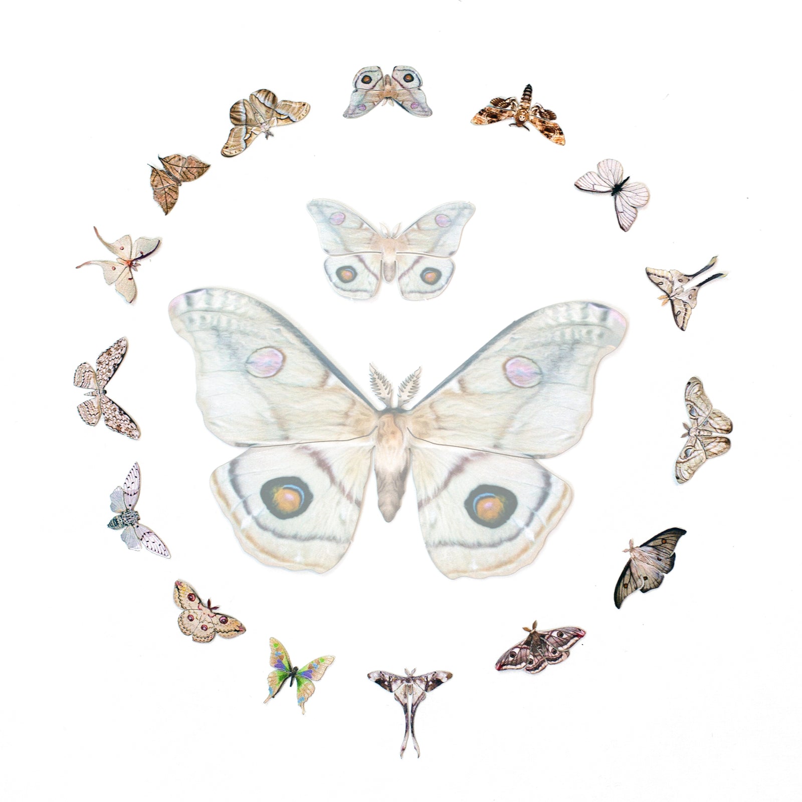 'Antiquarian' Micro Moth & Butterfly Collection