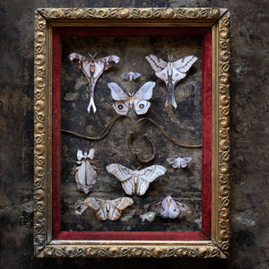 'Antique Rare Moon' moth