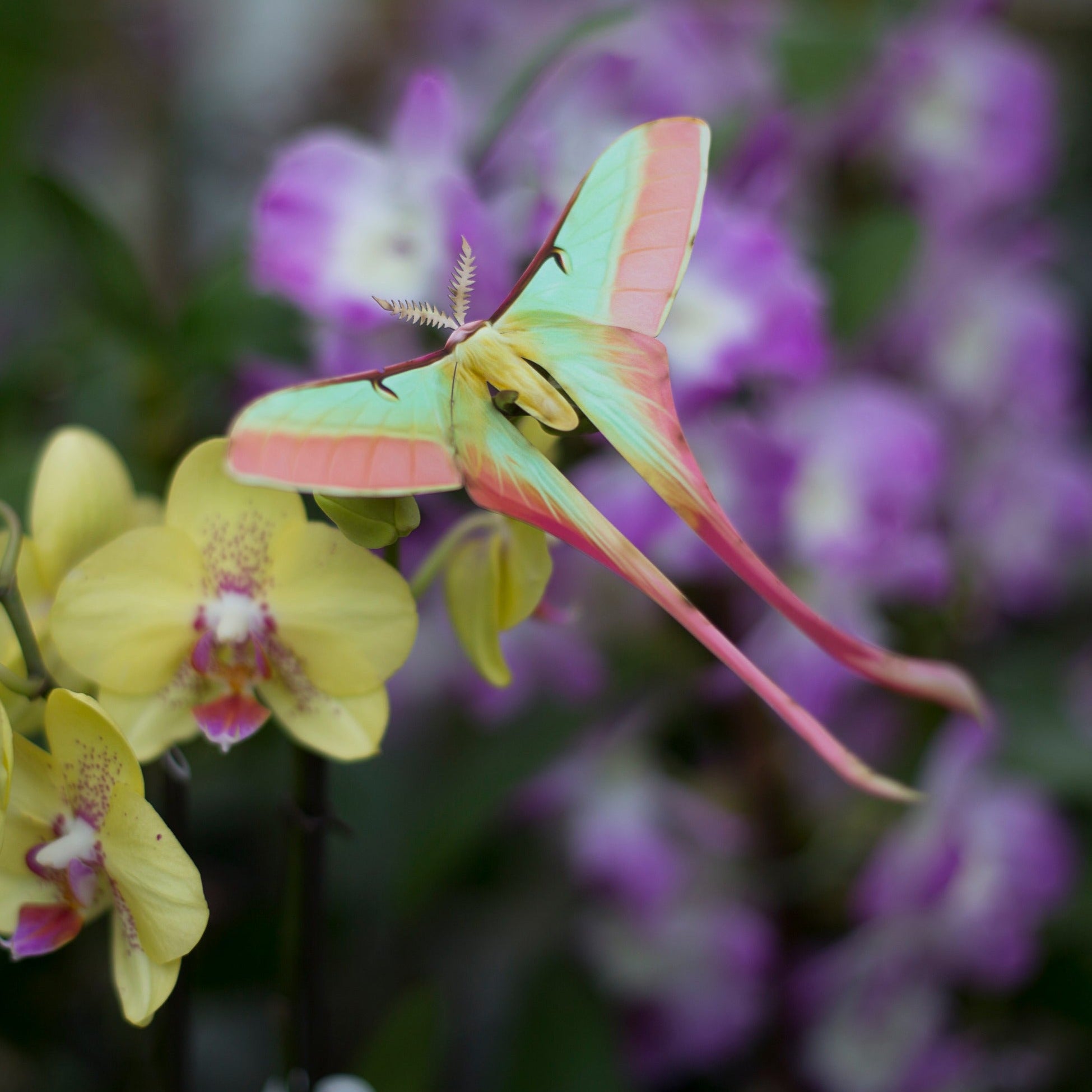 'Male Chinese Moon' Moth