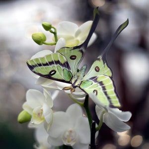 ‘Leaf’ Besanti Moth and Leaf Insect Set