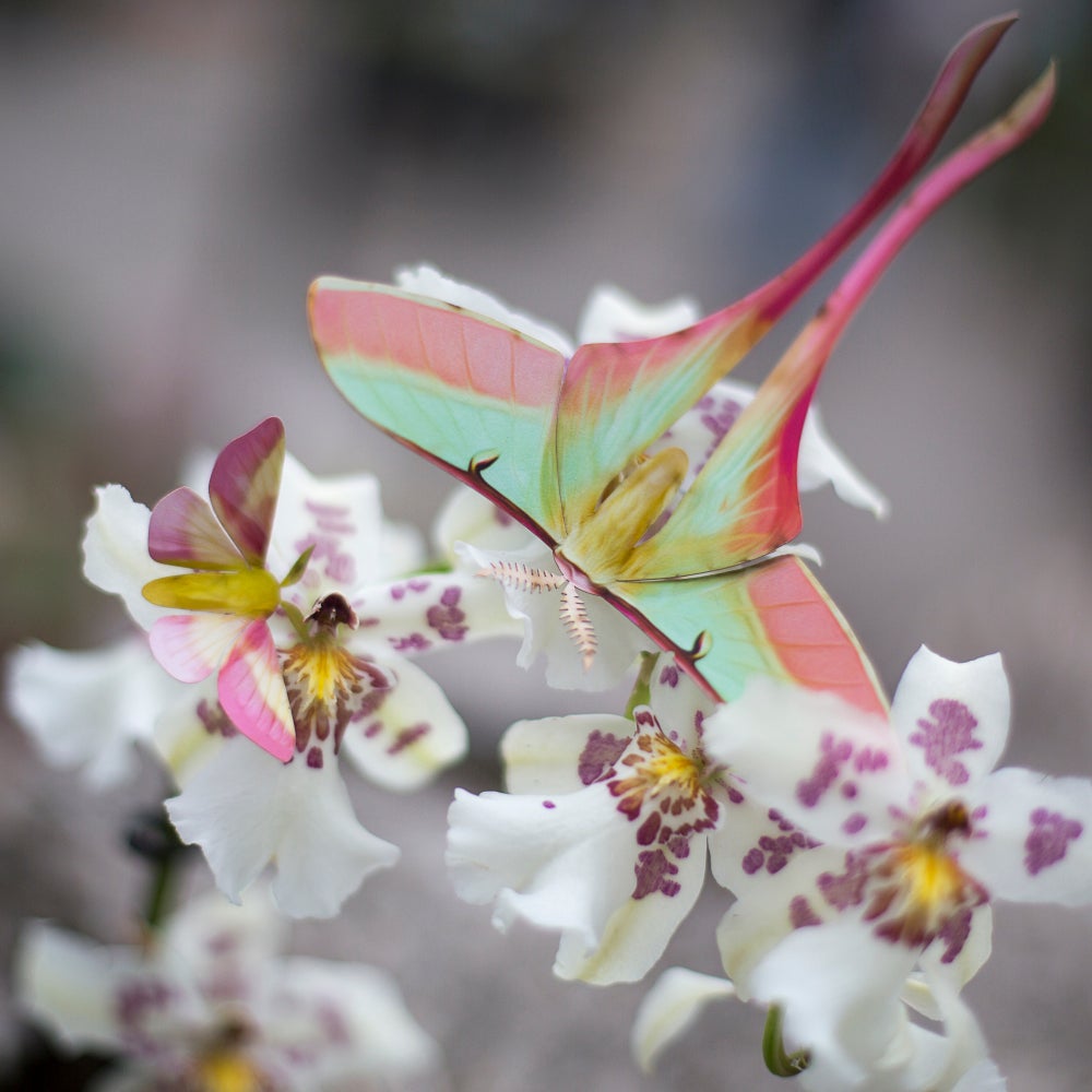 ‘Summer’ Chinese Moon Moth Set Reseller Wholesale
