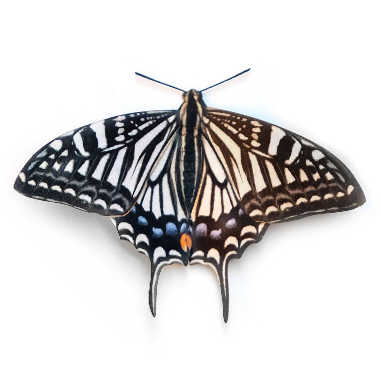 'Asian swallowtail' Butterfly