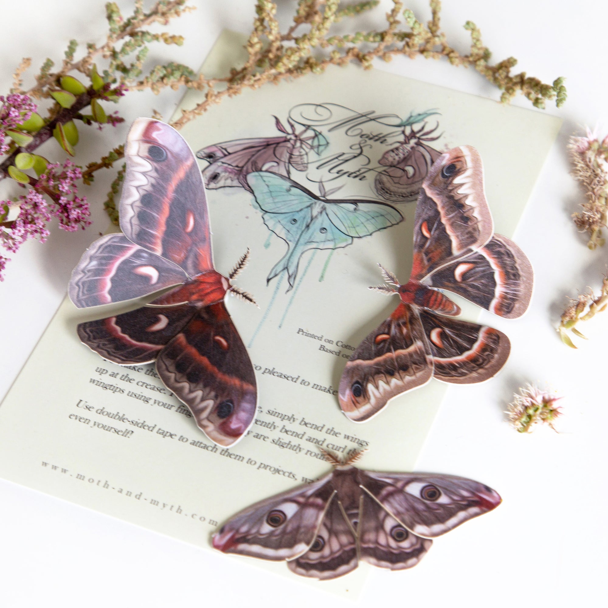 ‘Autumn’ Cecropia Moth Set