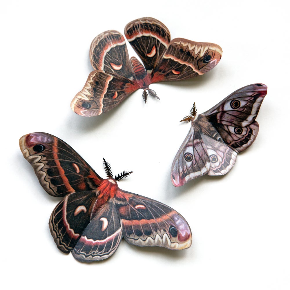 ‘Autumn’ Cecropia Moth Set Artist Wholesale