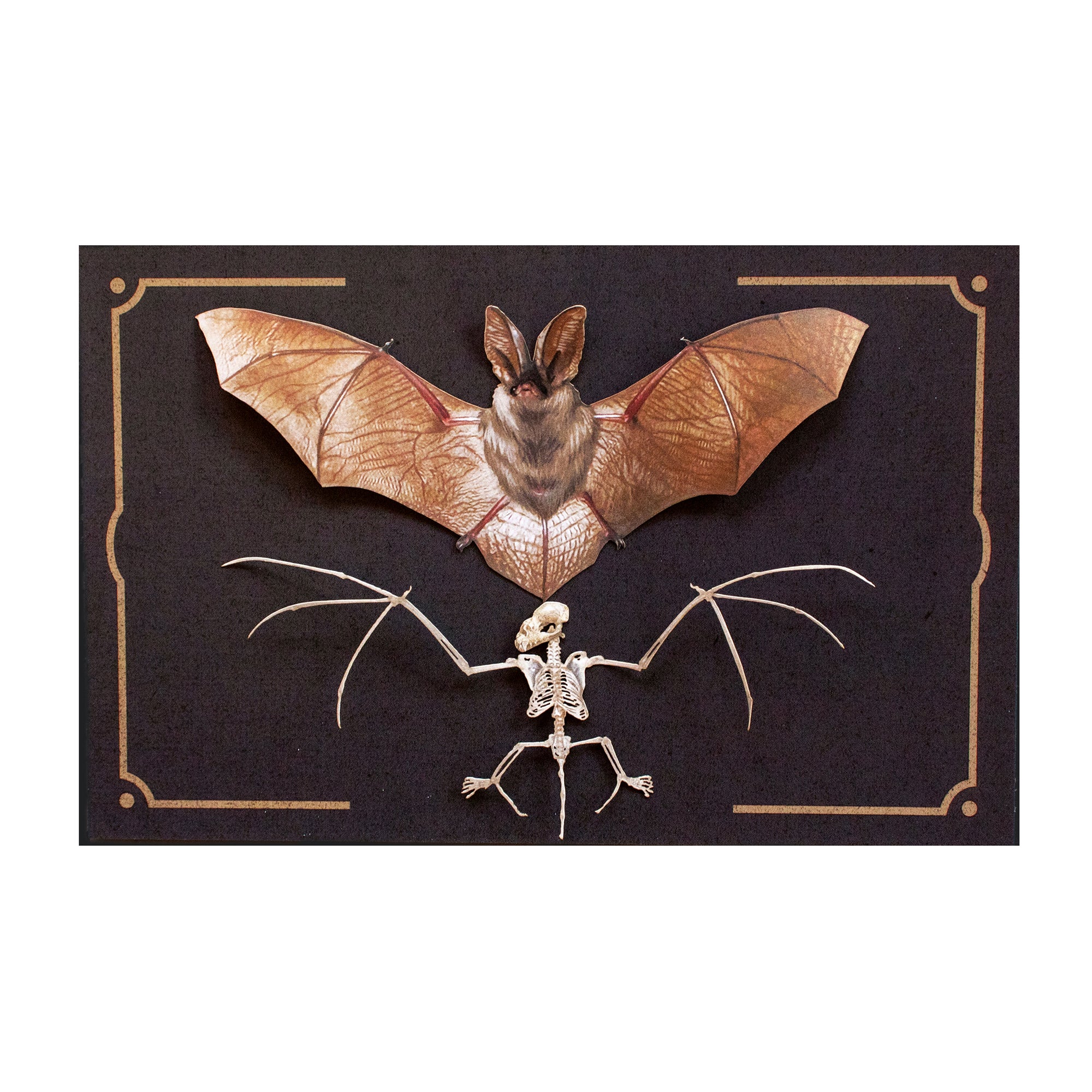 💫Halloween💫 'Nocturne' Bat Set