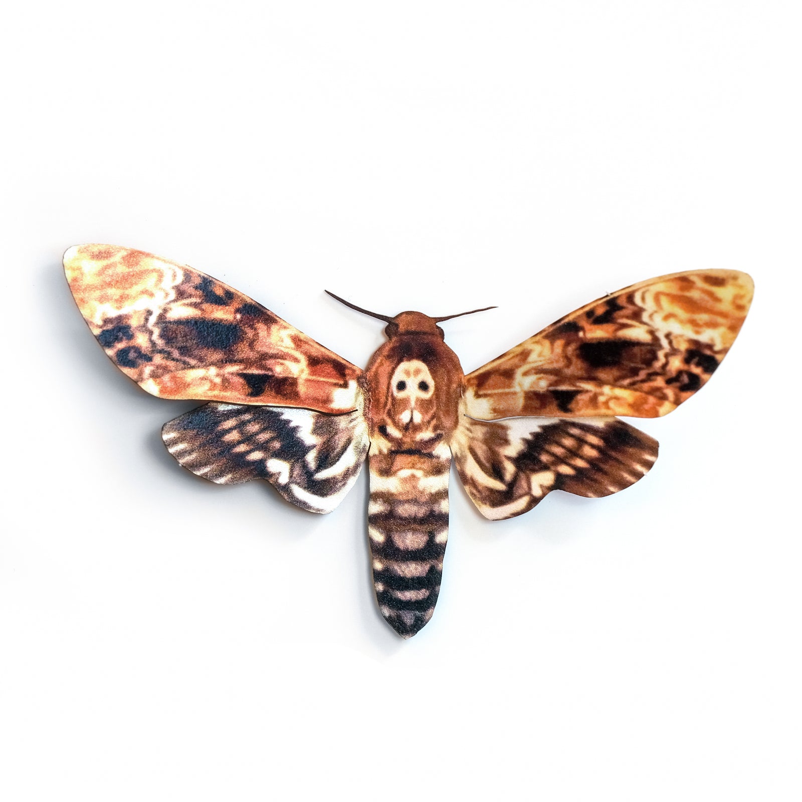 'Bee Robber Death’s-Head' Hawkmoth
