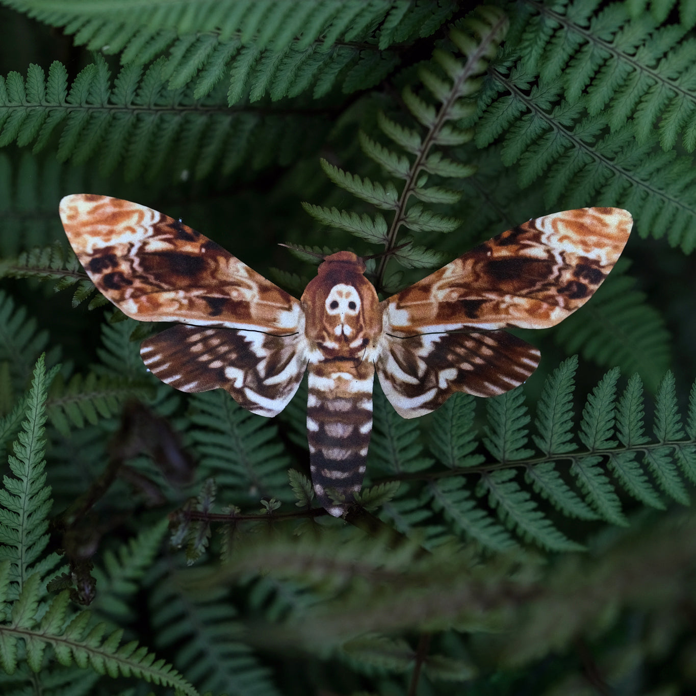 'Memento Mori' Moth Set Artist Wholesale