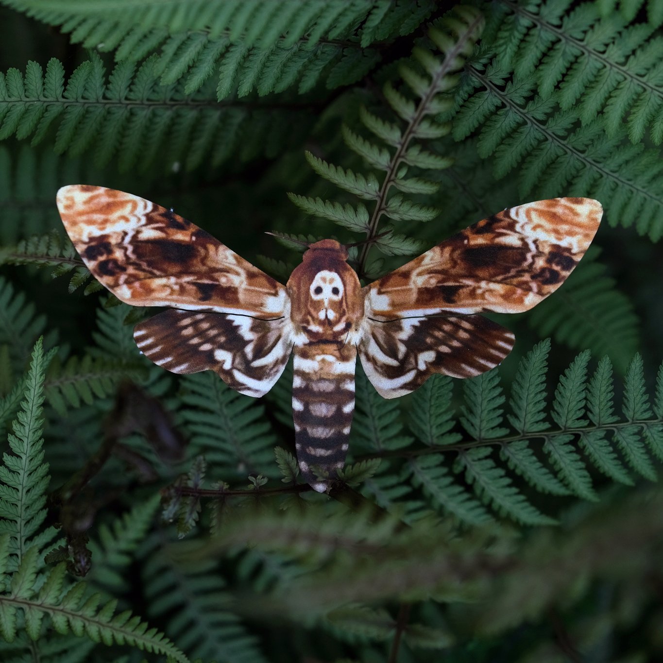 'Memento Mori' Moth Set Reseller Wholesale