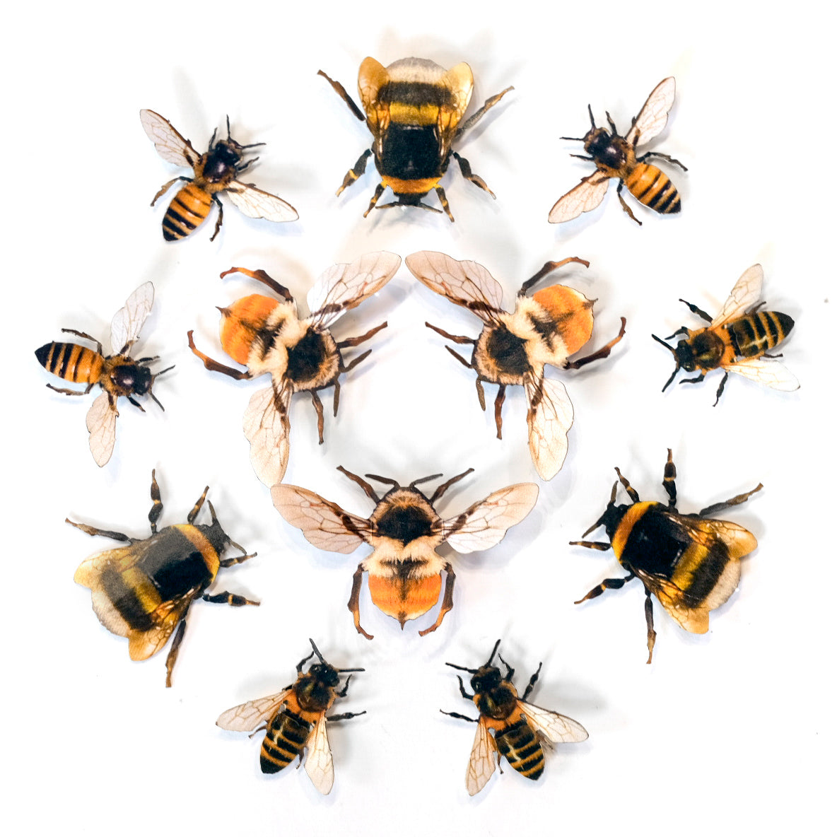 'The Bees Knees' Collection