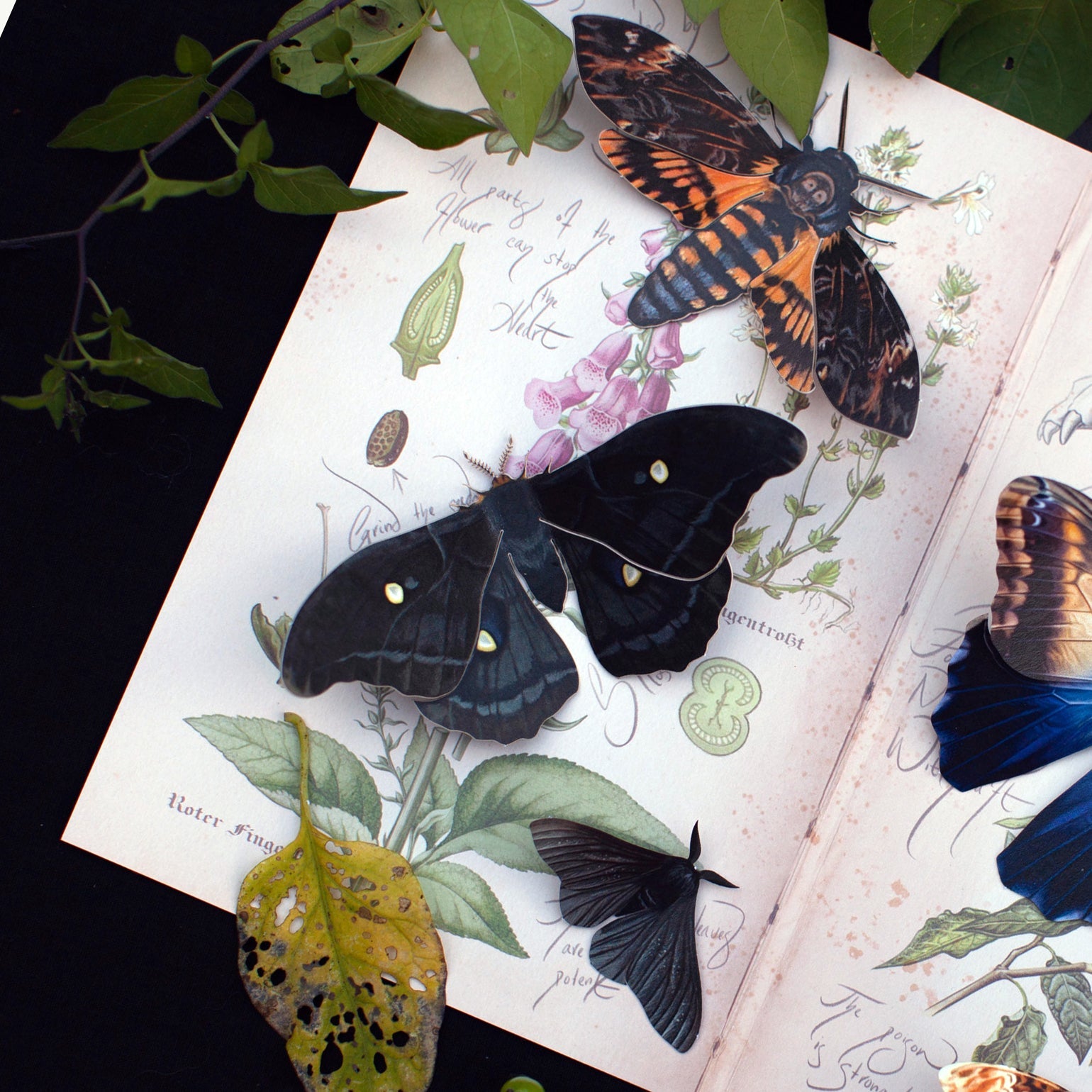 💫Halloween Collection💫 'Death's Head' Moth Set (Belladonna)