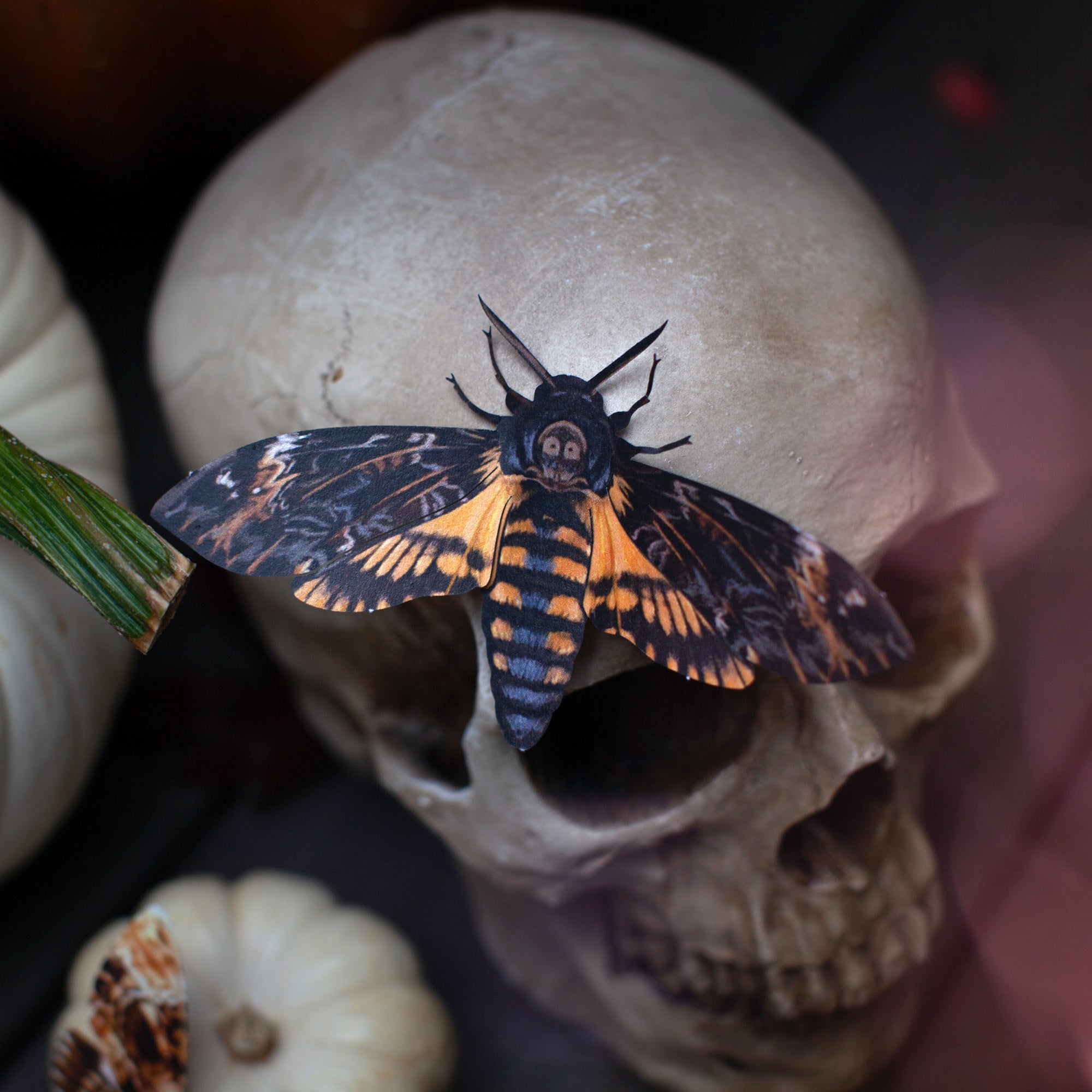 💫Halloween Collection💫 'Death's Head' Moth Set (Belladonna)
