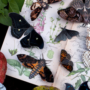 💫Halloween Collection💫 'Death's Head' Moth Set (Belladonna)