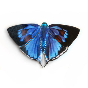 'Bi-spot Royal' Butterfly