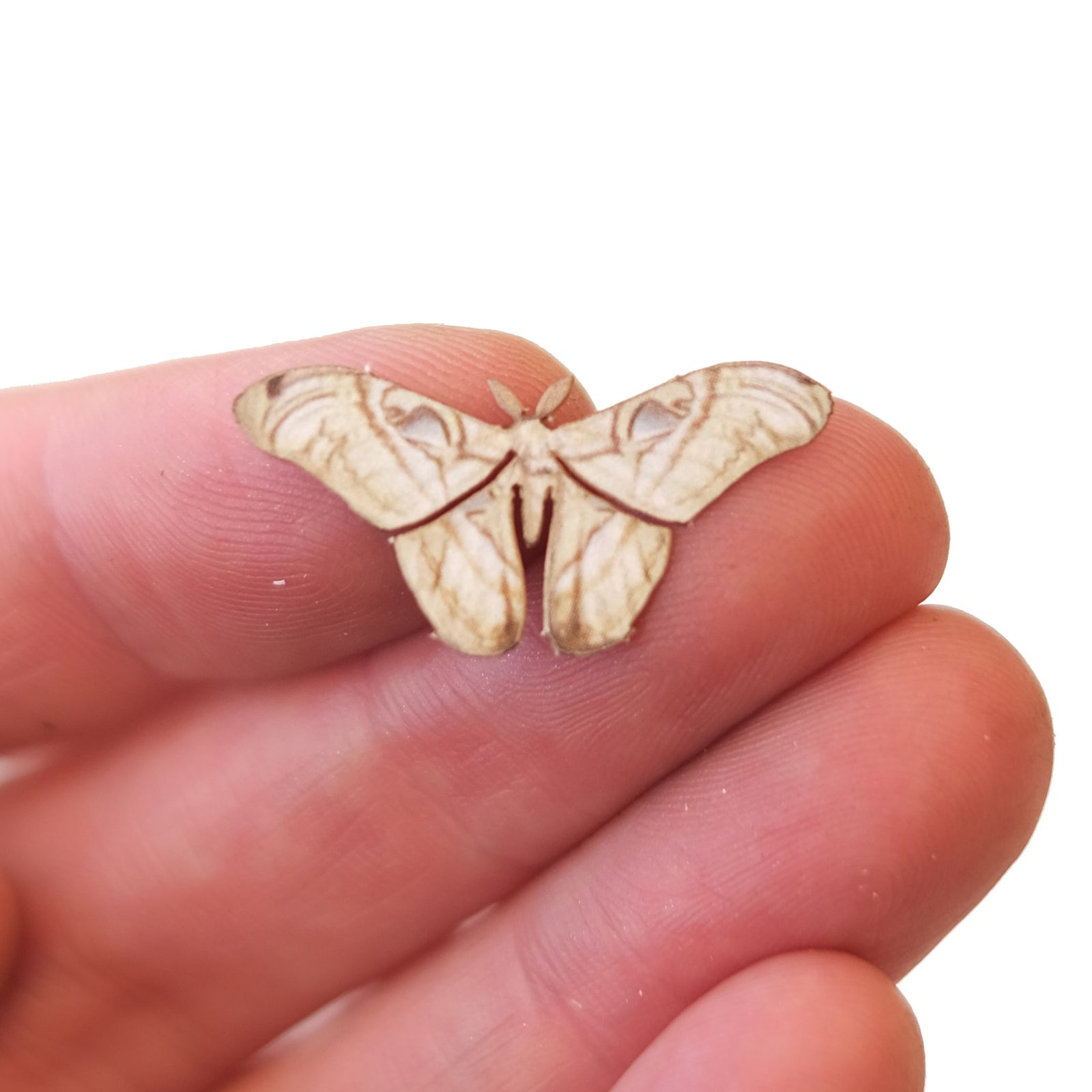 'Micro Bleached Attacus' Moth