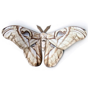 'Bleached Attacus' moth