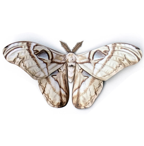 Paper Bleached Attacus Moth - Moth & Myth