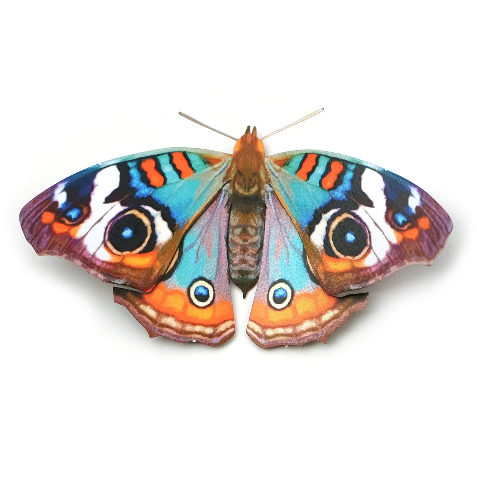 'Blue Buckeye' Butterfly