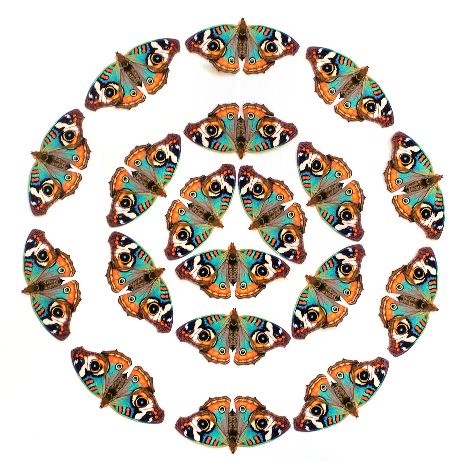 Blue Buckeye Multi-Pack