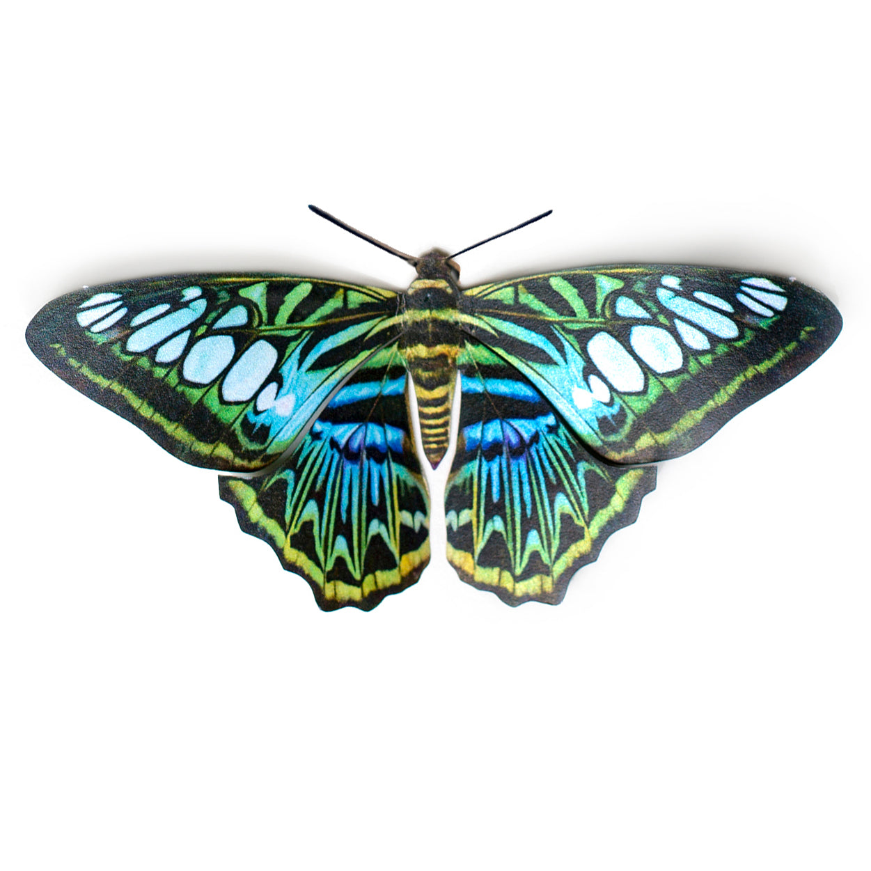 Paper Blue Clipper Butterfly - Moth & Myth