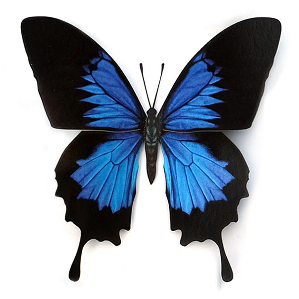 'Blue Emperor' Butterfly