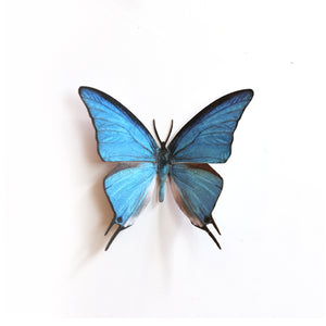 'Blue Hairstreak' Butterfly