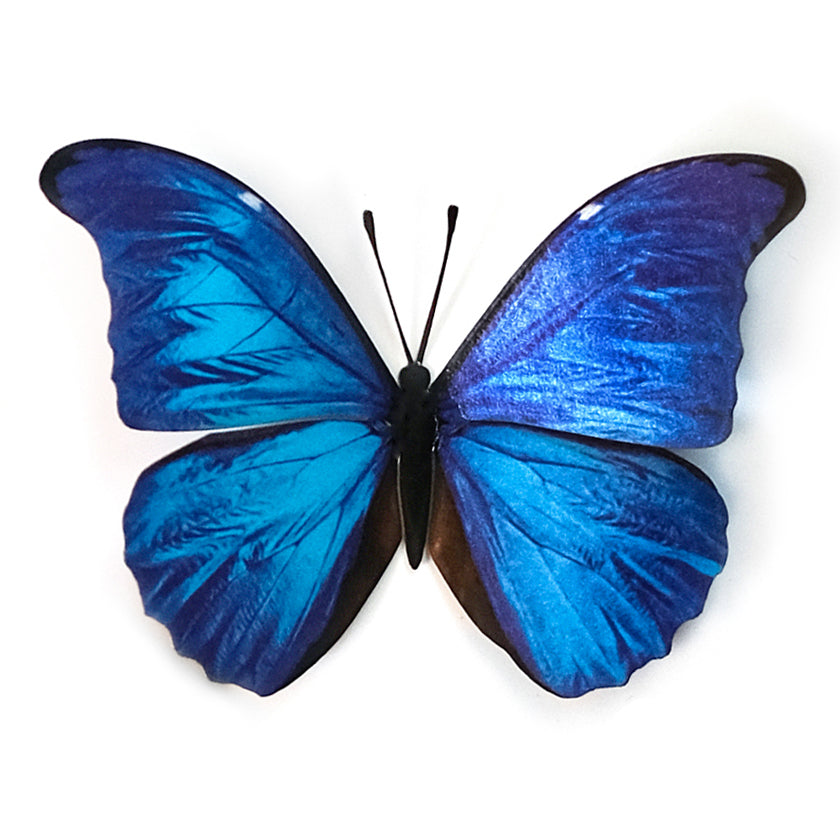 'Blue Morpho' Butterfly