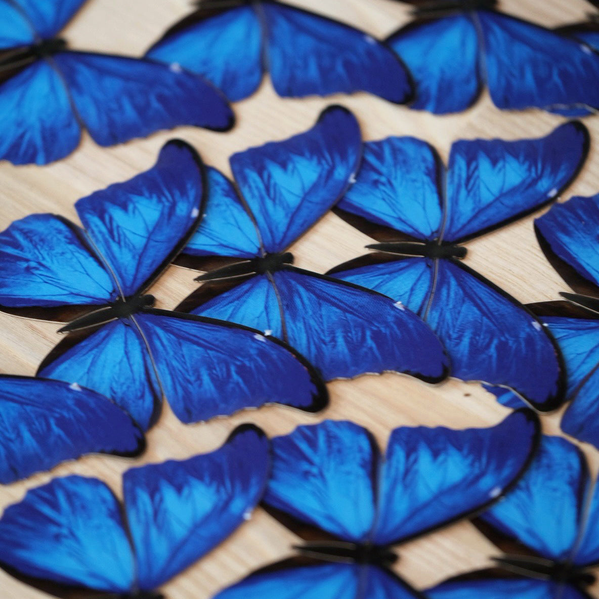 'Blue Morpho' Butterfly