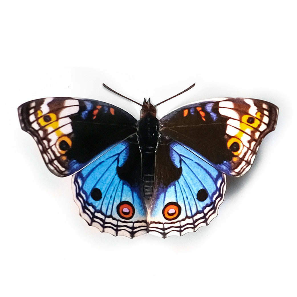 'Celestial Blue Pansy' Butterfly