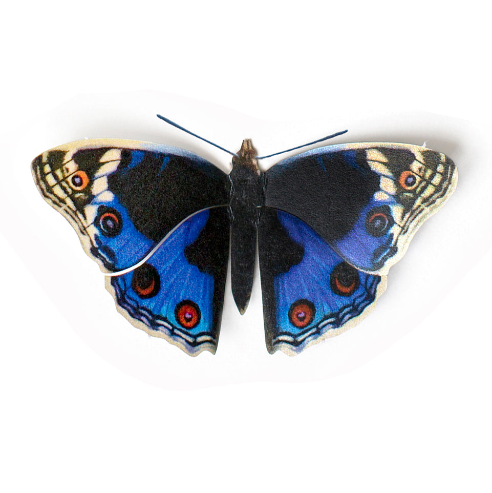 'Blue Pansy' Butterfly