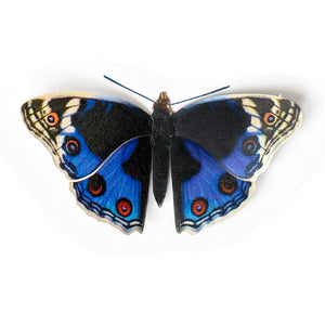 'Blue Pansy' Butterfly
