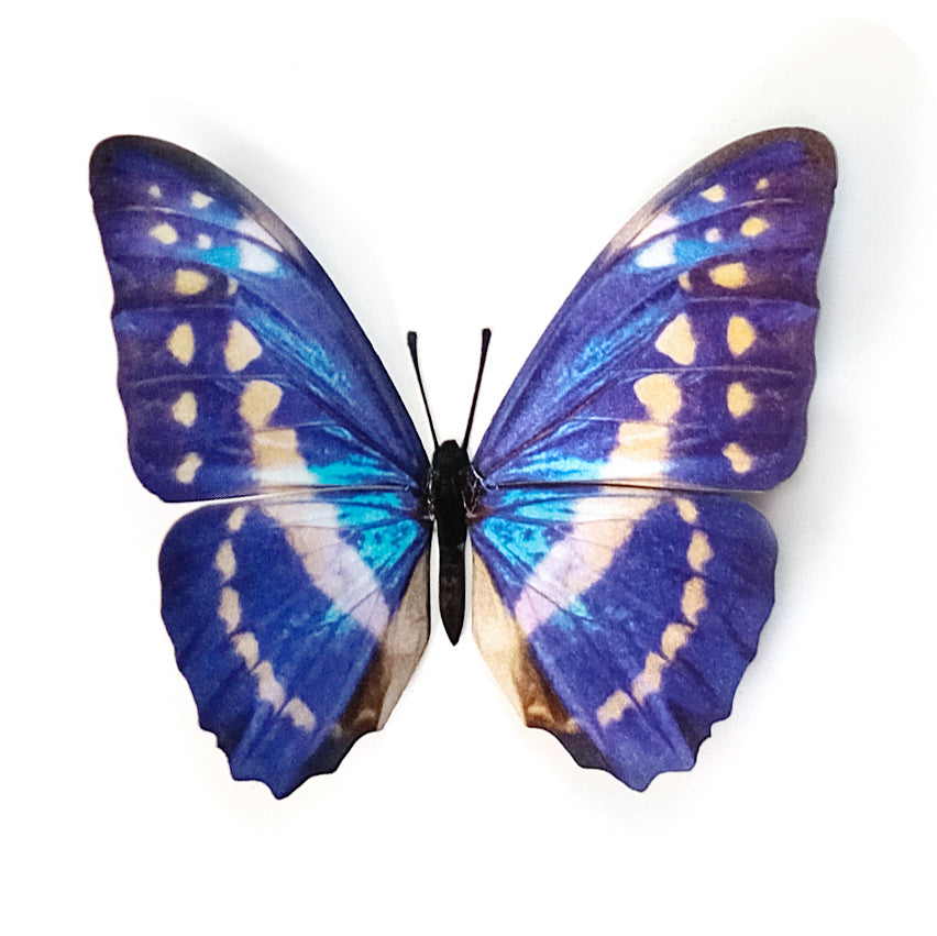 'White & Blue Morpho' Butterfly