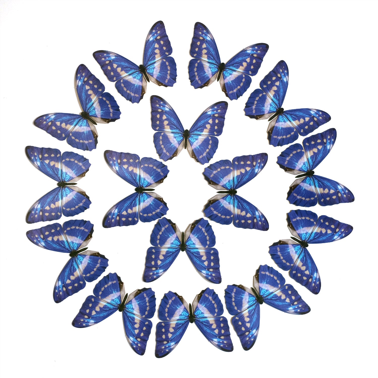 Blue and White Morpho Butterfly Multi-Pack