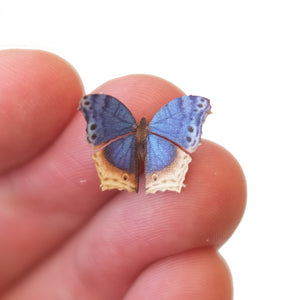 'Micro Blue Mother-of-Pearl' Butterfly
