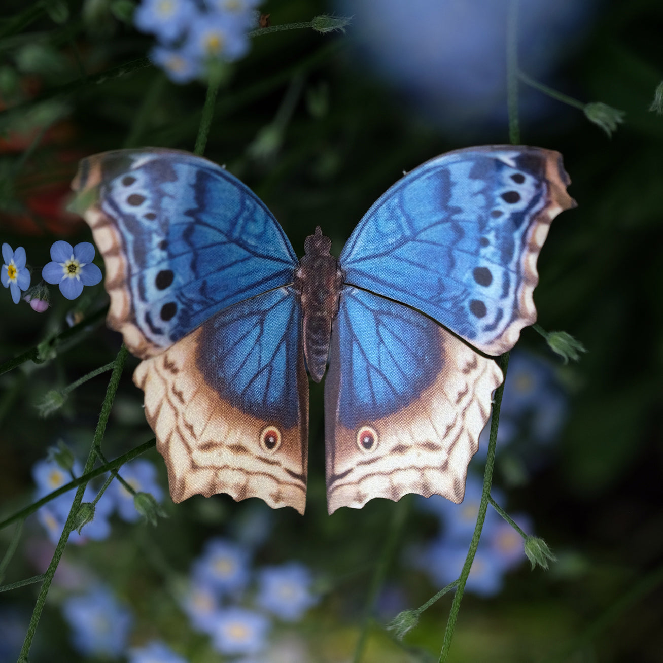 'Blue Mother-of-Pearl' Butterfly