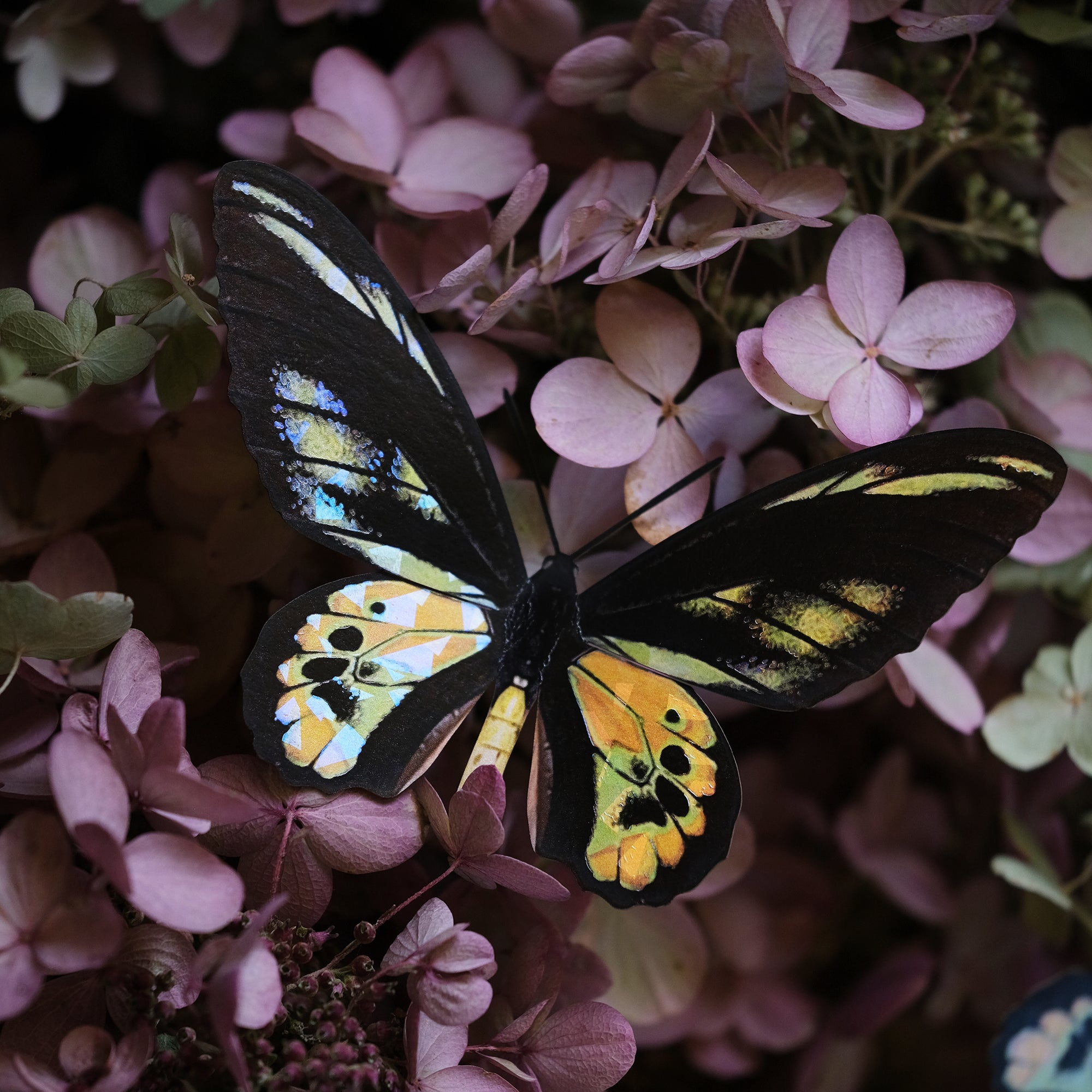 💫New💫 'Rothschild' Birdwing Butterfly Set - Reseller Wholesale