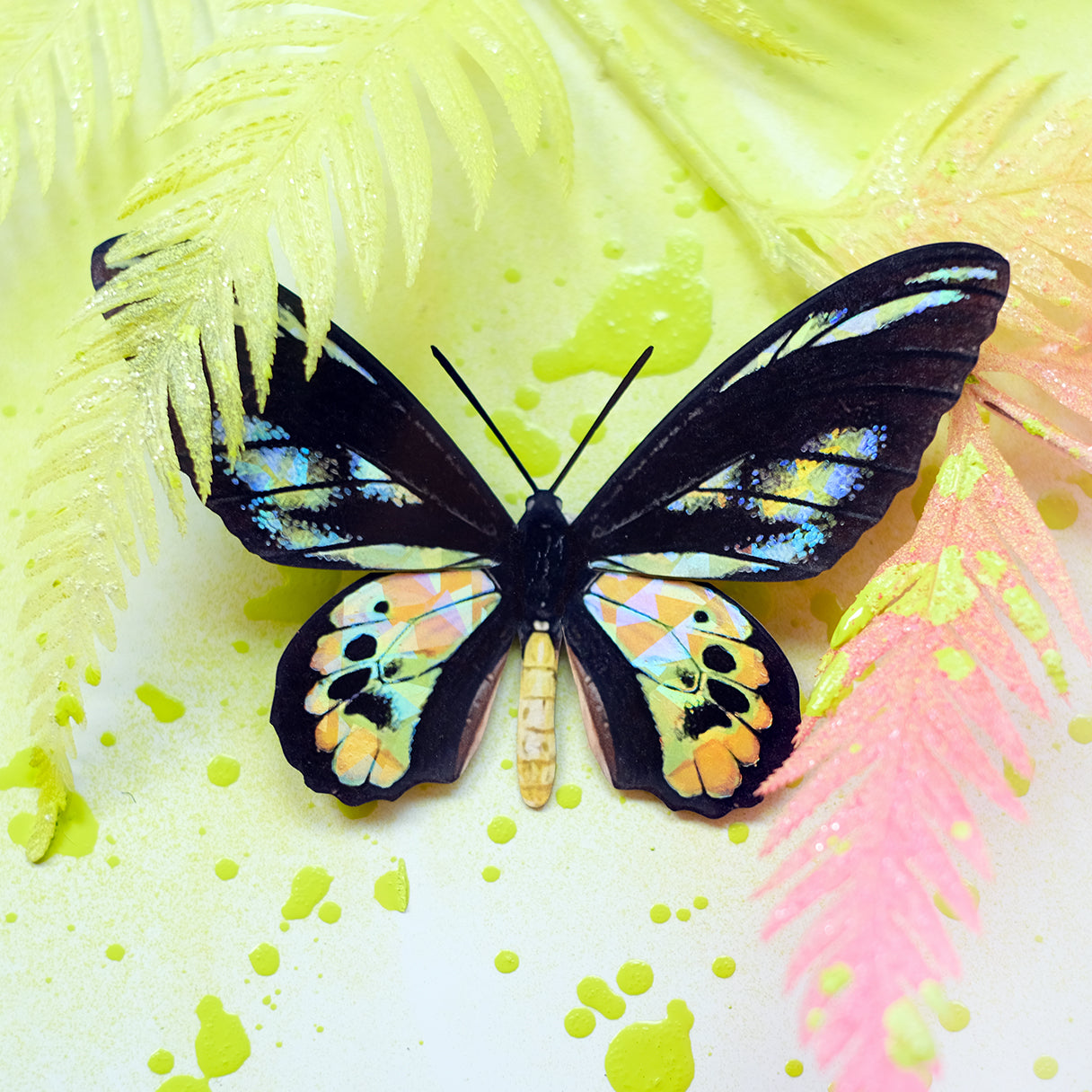 'Rothschild' Birdwing Butterfly Set