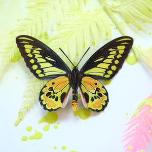 'Rothschild' Birdwing Butterfly Set