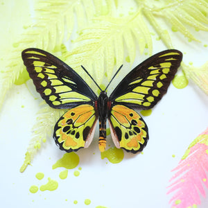 'Rothschild' Birdwing Butterfly Set Artist Wholesale