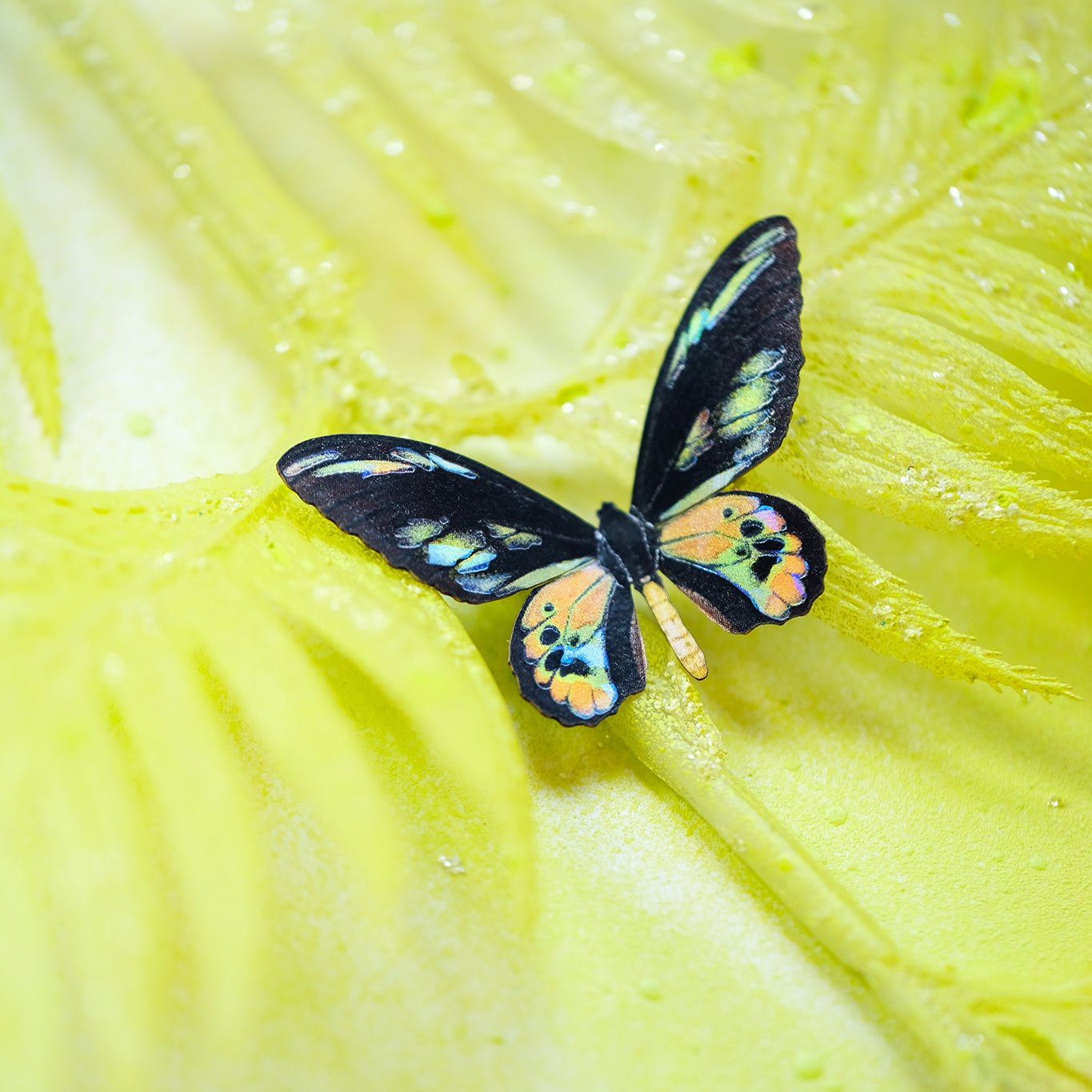 'Rothschild' Mini Butterfly Set