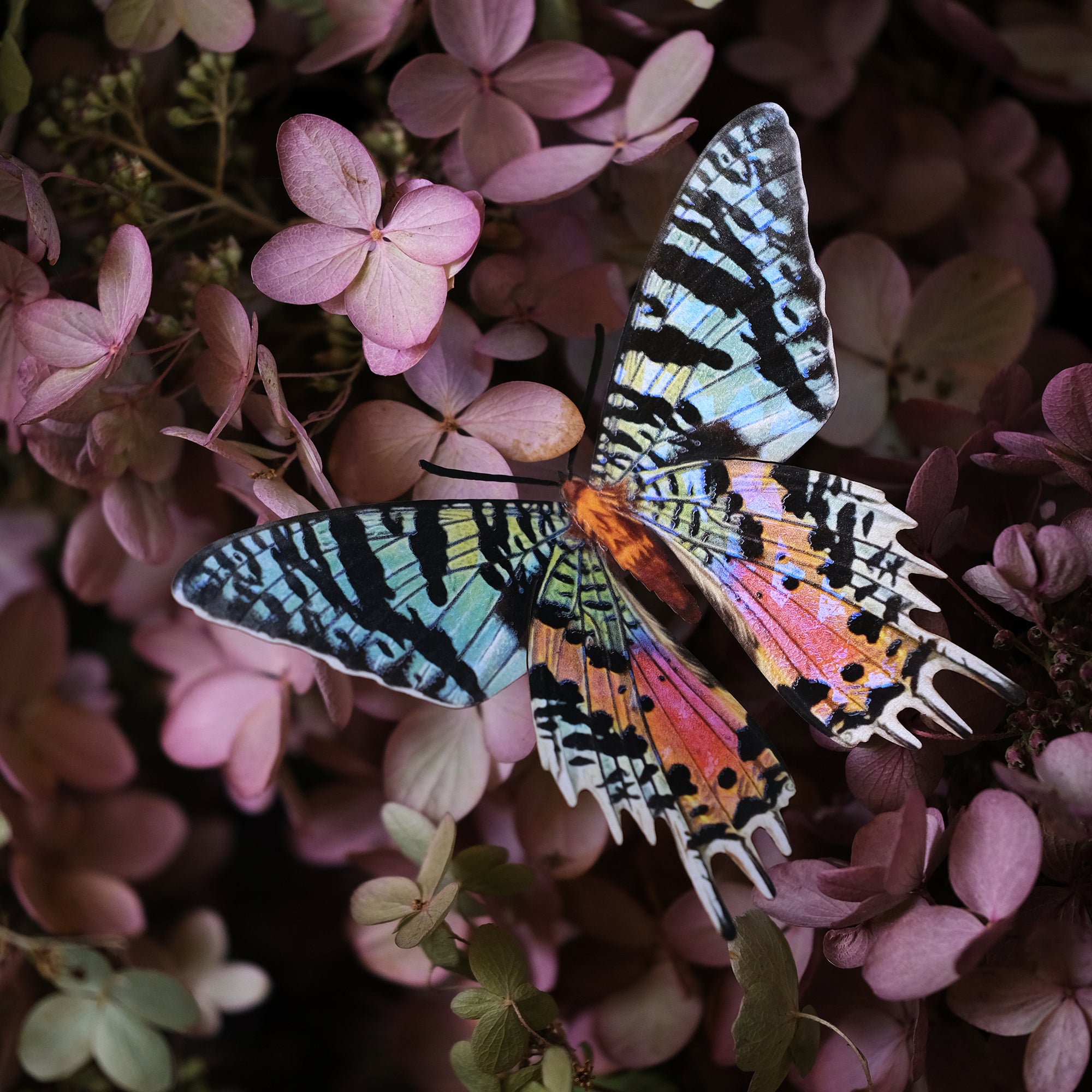 💫New💫 'Rothschild' Birdwing Butterfly Set - Reseller Wholesale