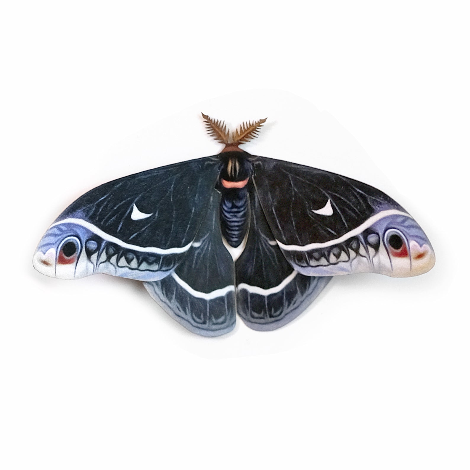 'Male Calleta' Moth