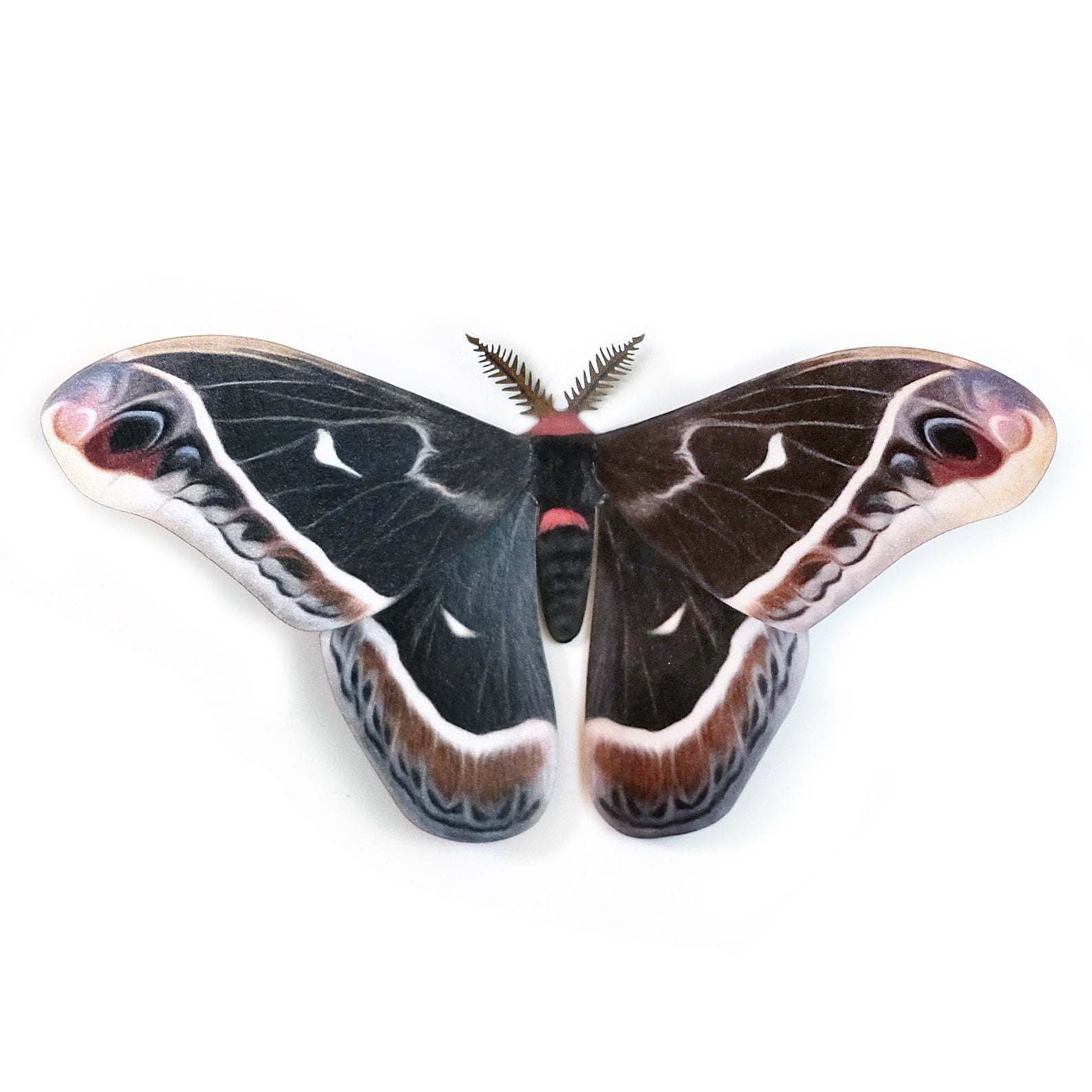 'Female Calleta' Moth