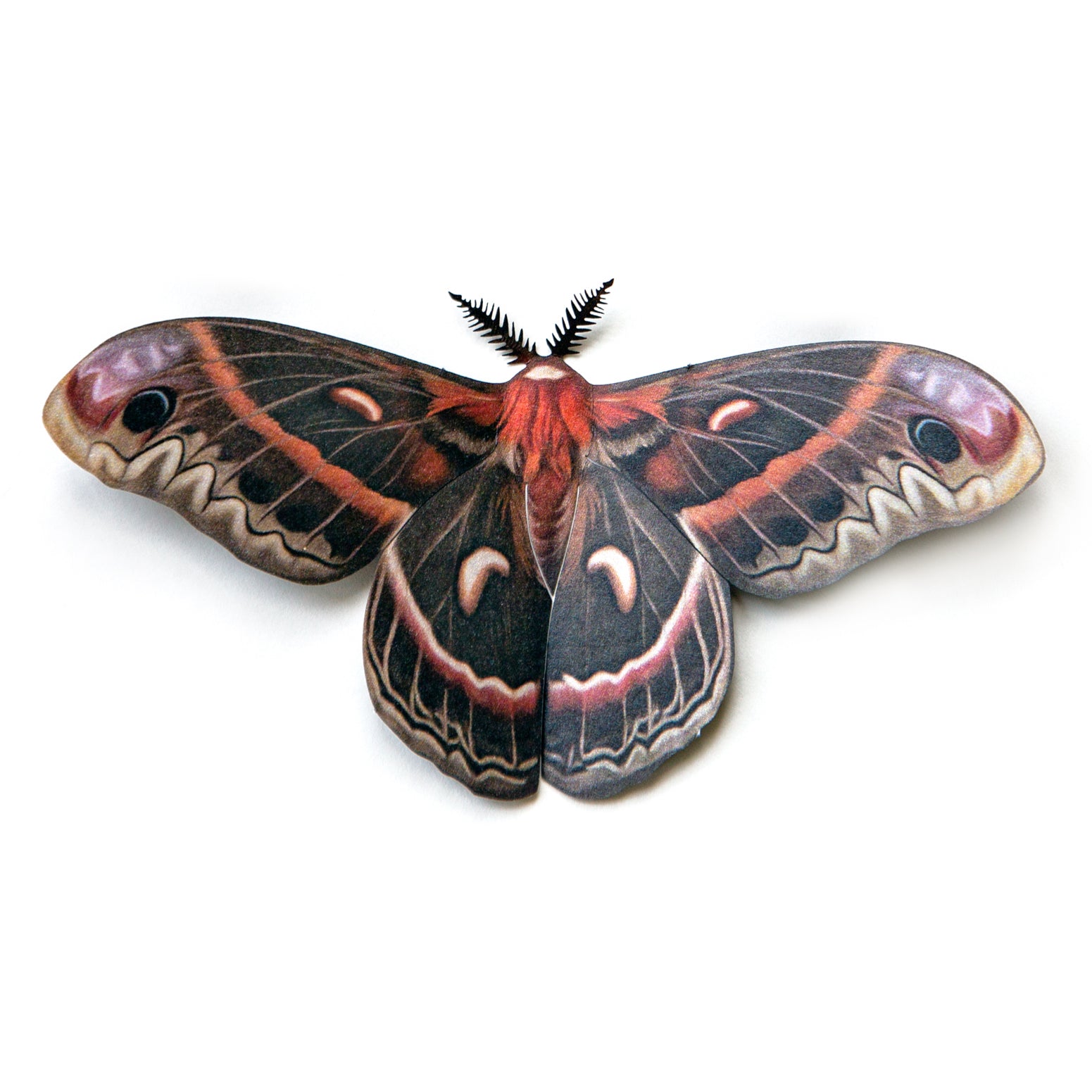 'Female Cecropia' Moth