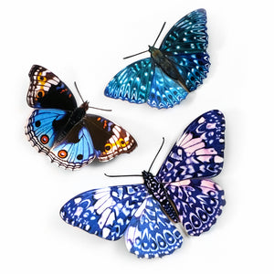'Celestial Blue Pansy' Butterfly