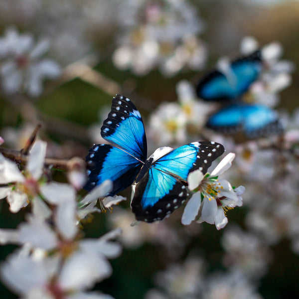 特別価格ALAZA Teal Moth Butterfly Backpacks Travel Laptop Daypack School Book Bag for Men Women Teens Kids並行輸入 Actias luna