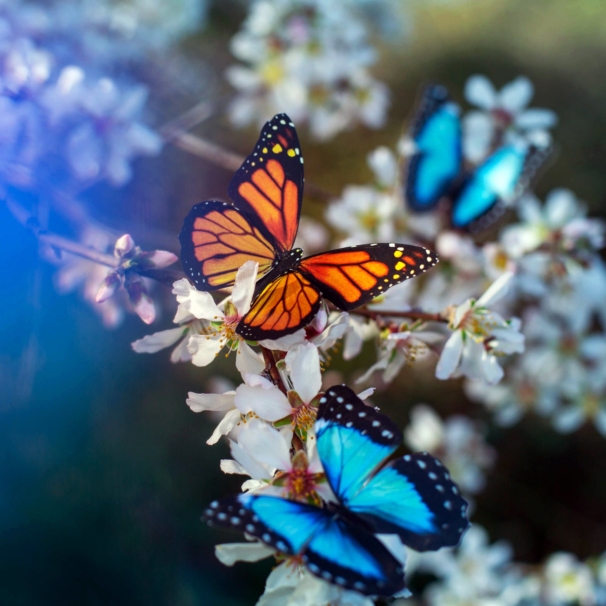 Monarch Butterfly Multi-Pack