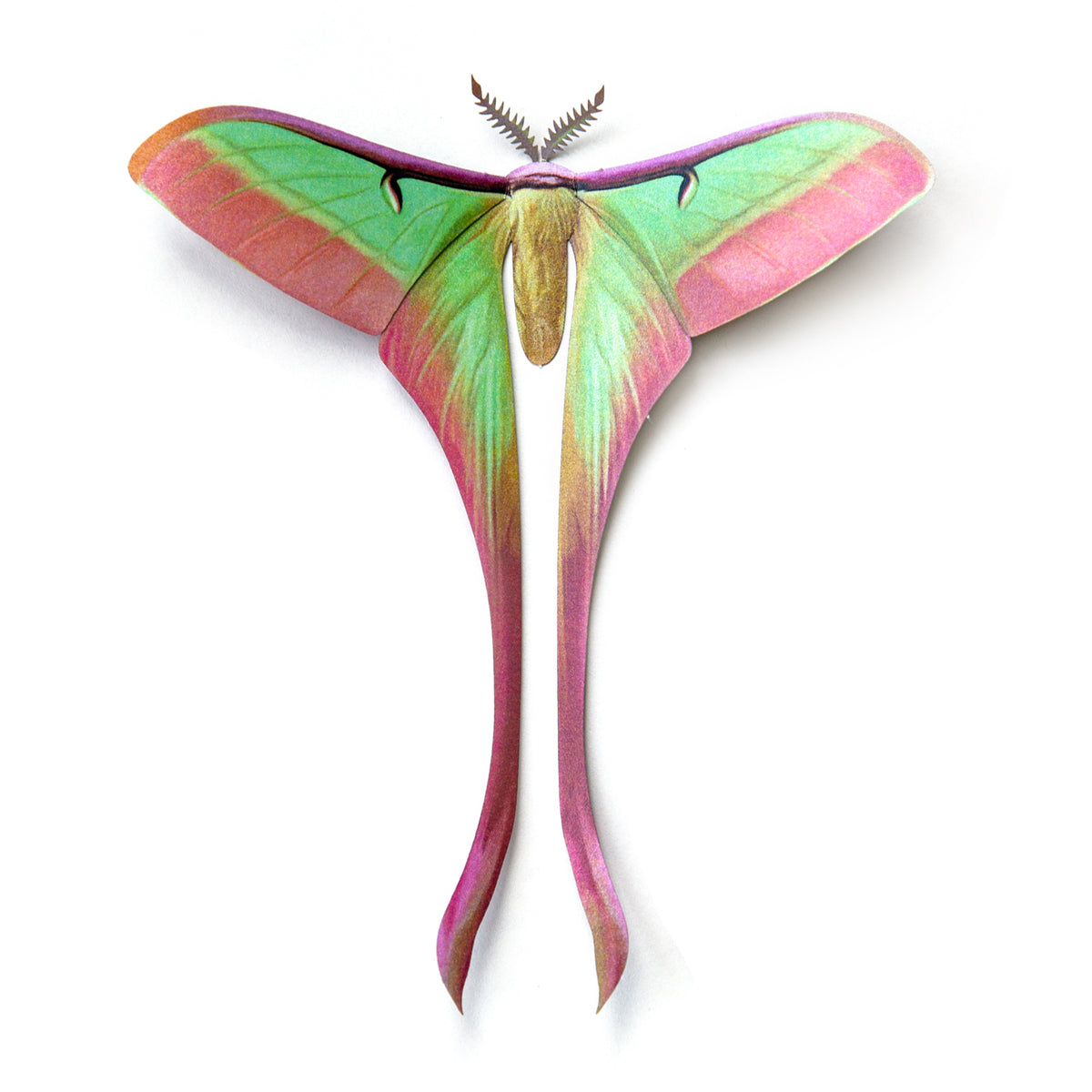 Paper Chinese Moon Moth Moth Myth Paper chinese moon moth moth myth