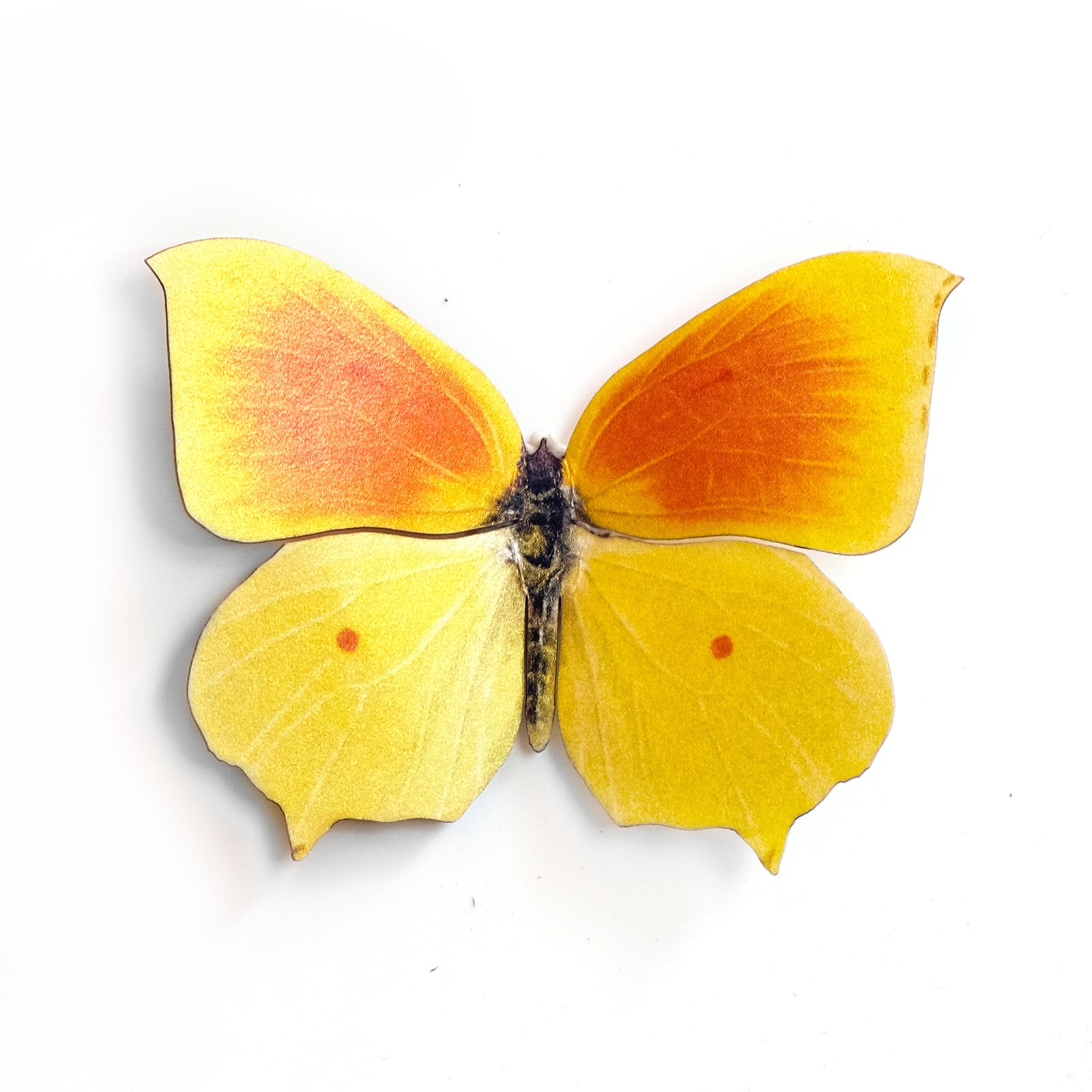 'Cleopatra' Butterfly