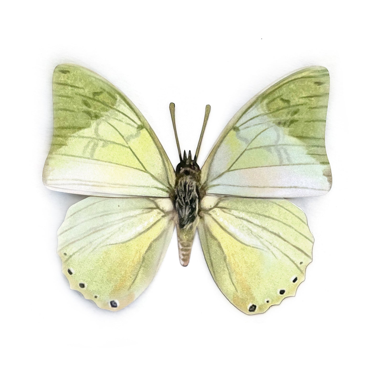 'Common Green Charaxes' Butterfly